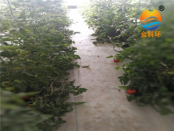 番茄麻豆APP下载入口12