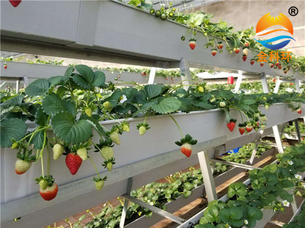 草莓麻豆APP下载入口