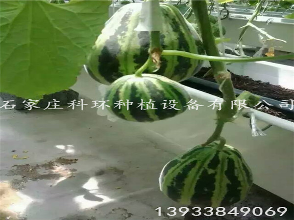 香瓜麻豆APP下载入口